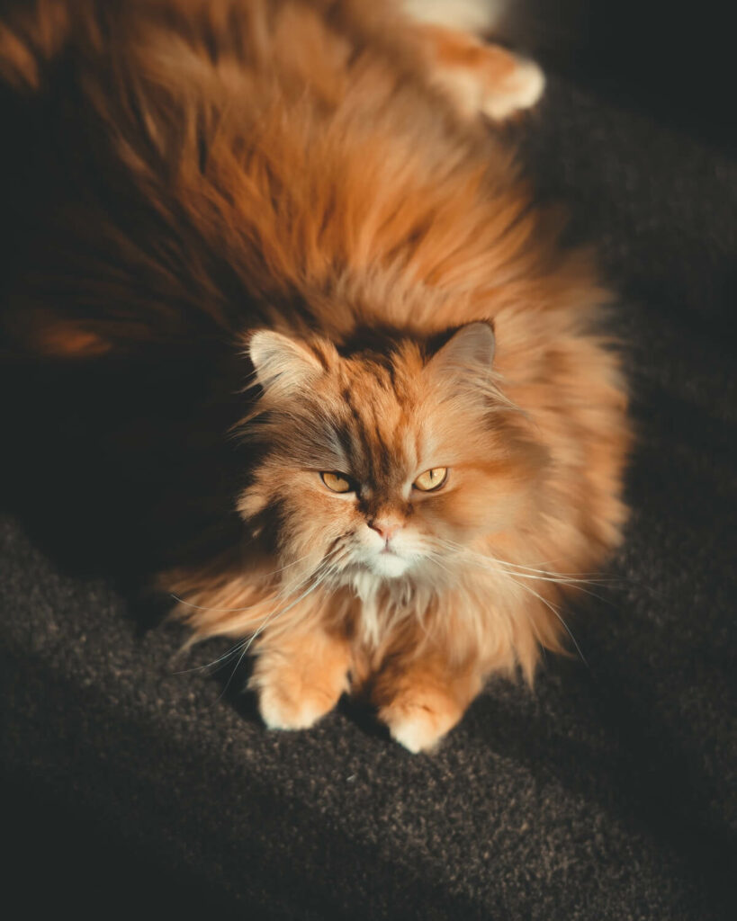 persian ginger cat - fun facts