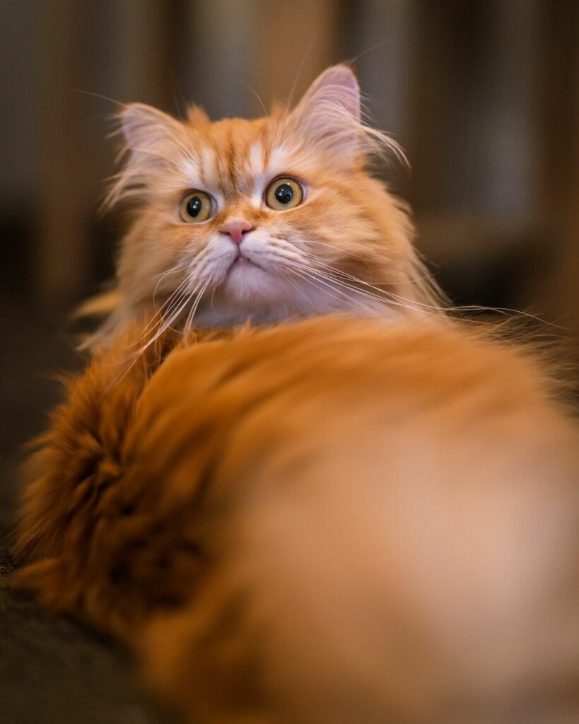 persian ginger cat - overview