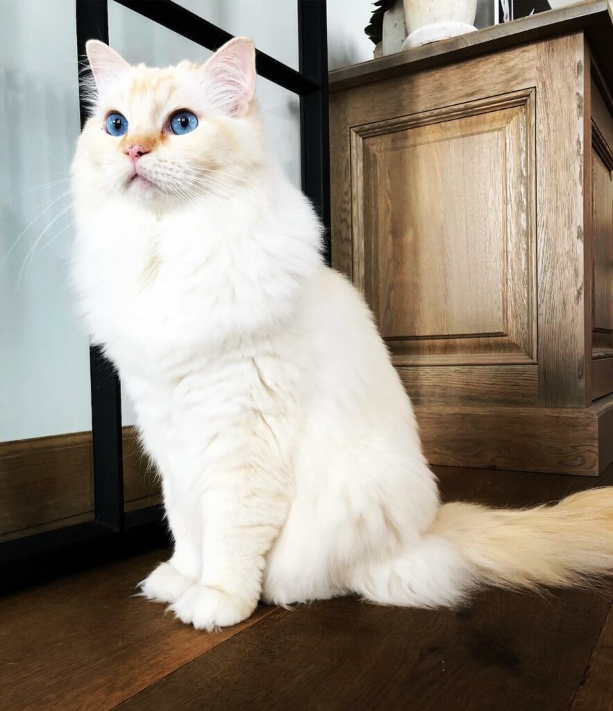 types of ragdoll cats - cream point