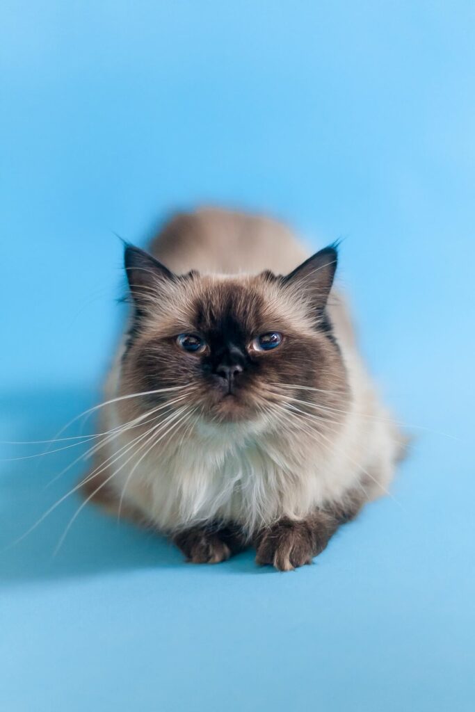 types of ragdoll cats - point solid