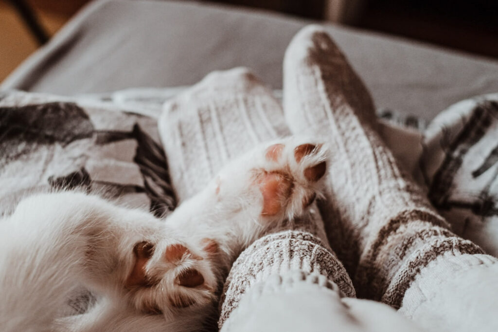 why do cats sleep at your feet - should I let them