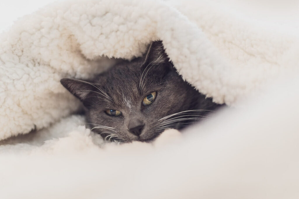 why do cats sleep more in winter