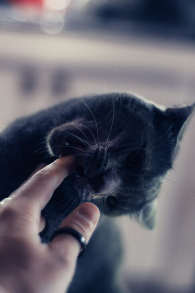 why does my cat nibble my fingers - teething